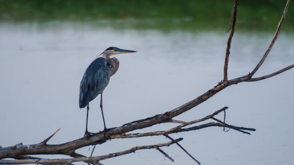 Interesting Facts About Great Blue Herons Nature Notes