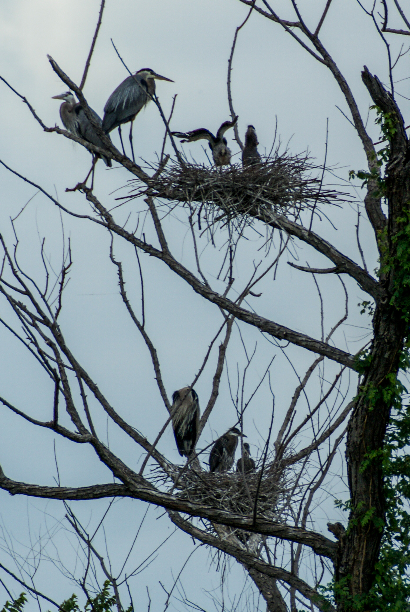 Interesting Facts About Great Blue Herons Nature Notes