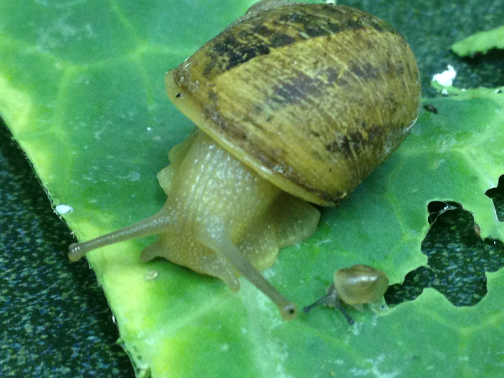 The Spectacular World Of Snails Nature Notes