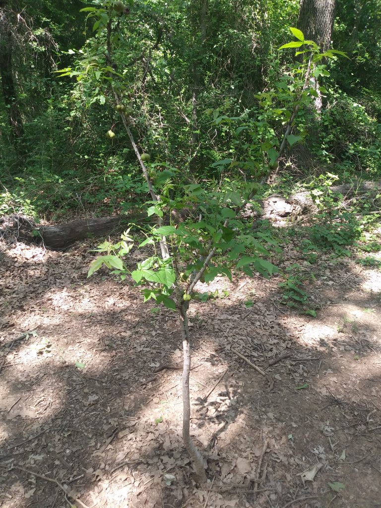 Update On Mexican Buckeye Tree! Nature Notes